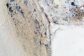 Best Commercial Mold Inspection  in Adamsville, AL